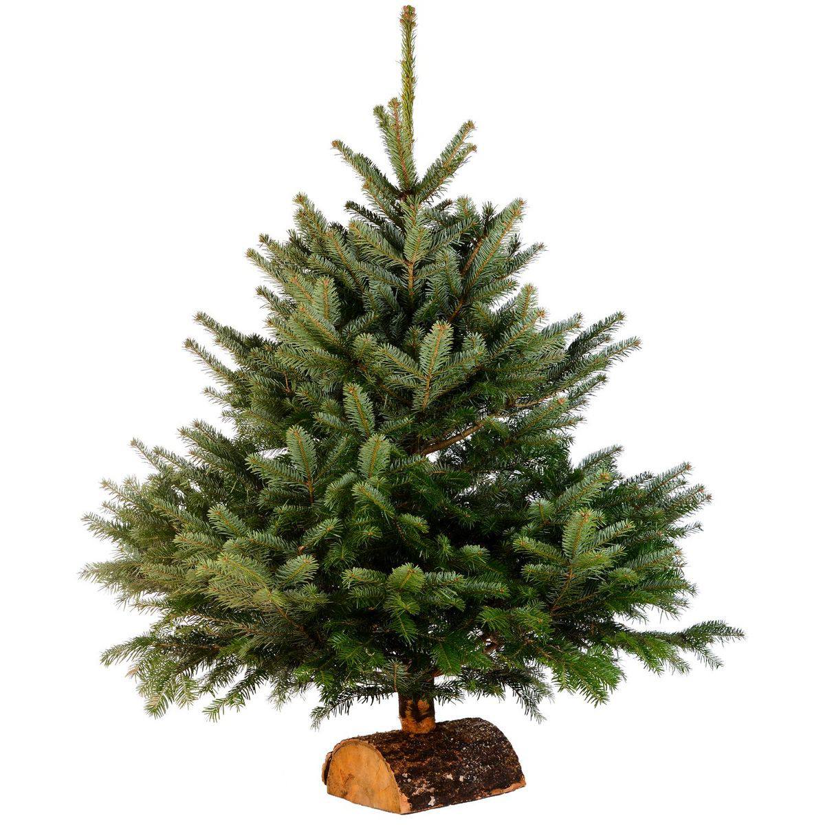 Nordmann fir